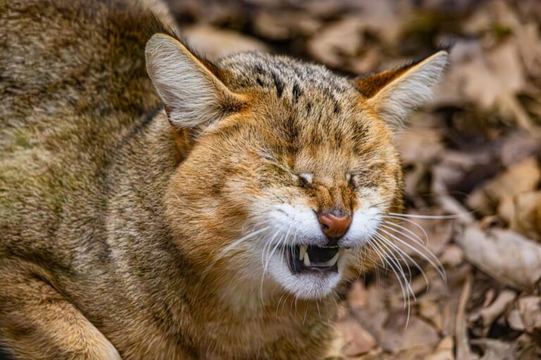 Close-up of a wildcat grinning amidst dry leaves in a forest setting.