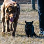A dog and cat walking together in a grassy field on a sunny day, showcasing companionship.