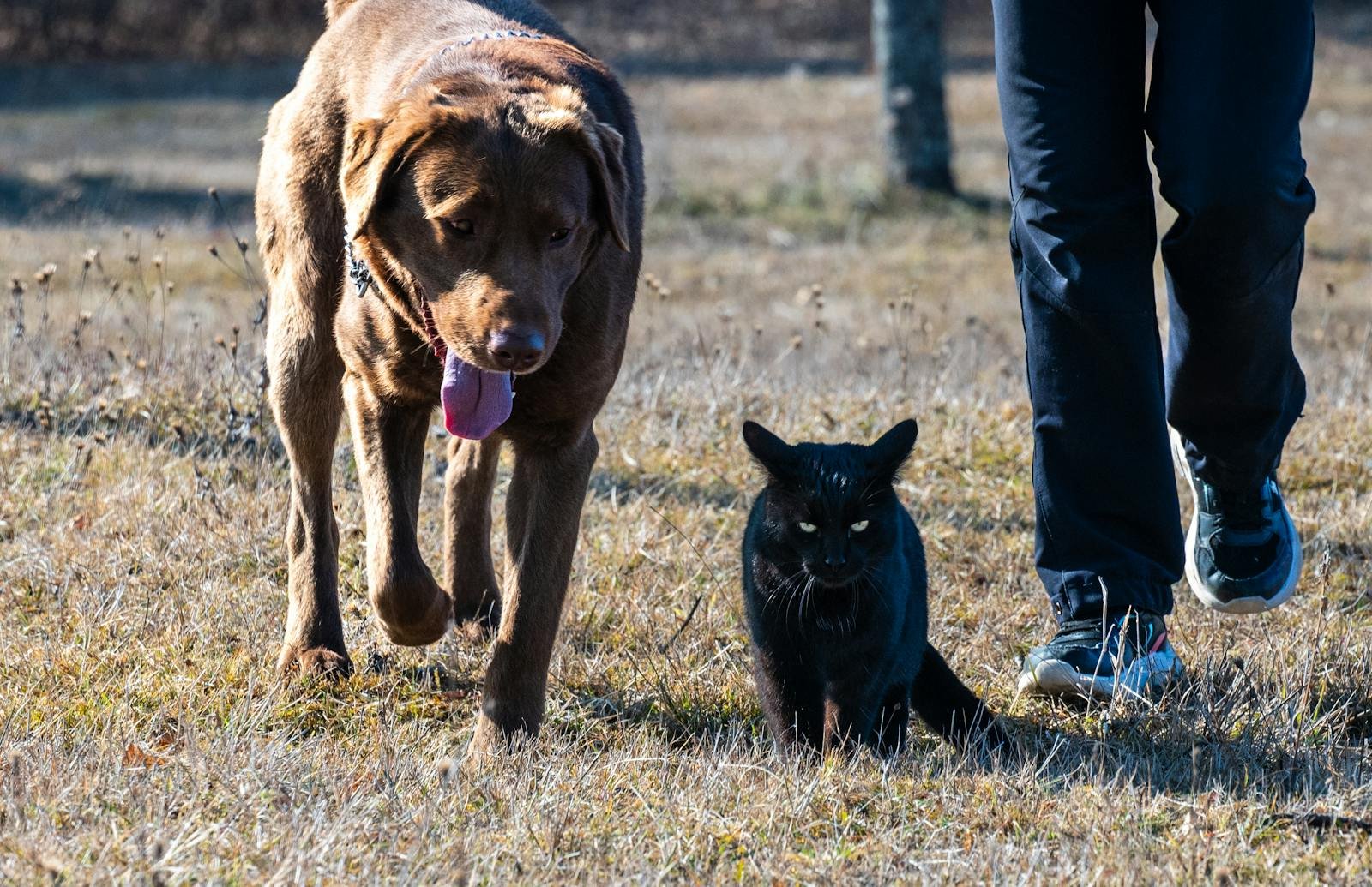 A dog and cat walking together in a grassy field on a sunny day, showcasing companionship.