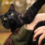 A cute black cat with bright eyes held by a person, enjoying a day outside.