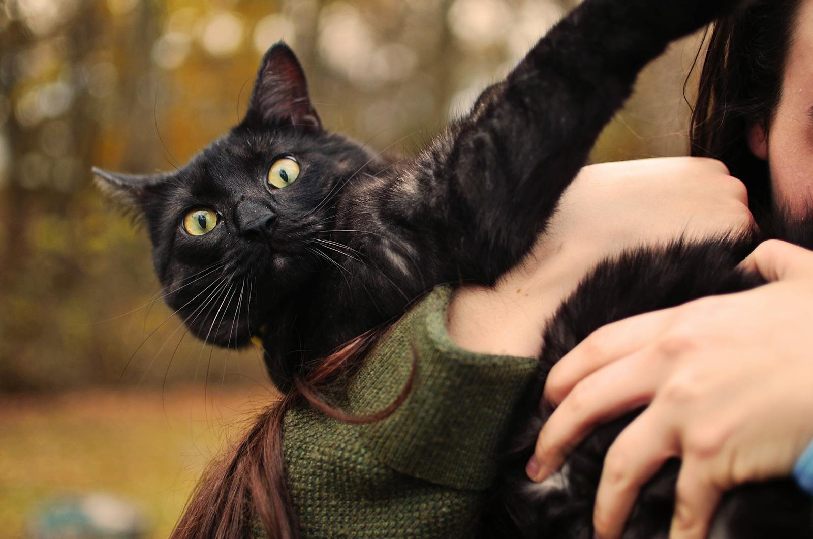 A cute black cat with bright eyes held by a person, enjoying a day outside.