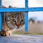A curious tabby cat peers through a blue metal fence on an outdoor setting.