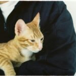 An orange tabby cat being gently held in a person's arms, showcasing a calm moment.