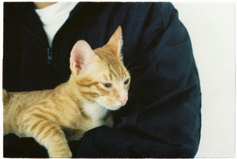 An orange tabby cat being gently held in a person's arms, showcasing a calm moment.