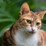 Charming close-up of a tabby cat with green eyes and lush vegetation in the background.