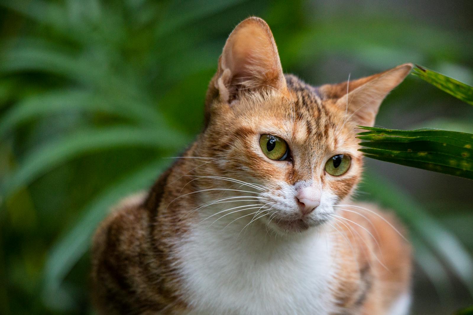 Charming close-up of a tabby cat with green eyes and lush vegetation in the background.
