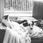 Black and white photo of a cat and dog cuddling on a pet bed indoors by a window.