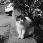 Striking black and white portrait of a fluffy tabby cat sitting on a street ledge.