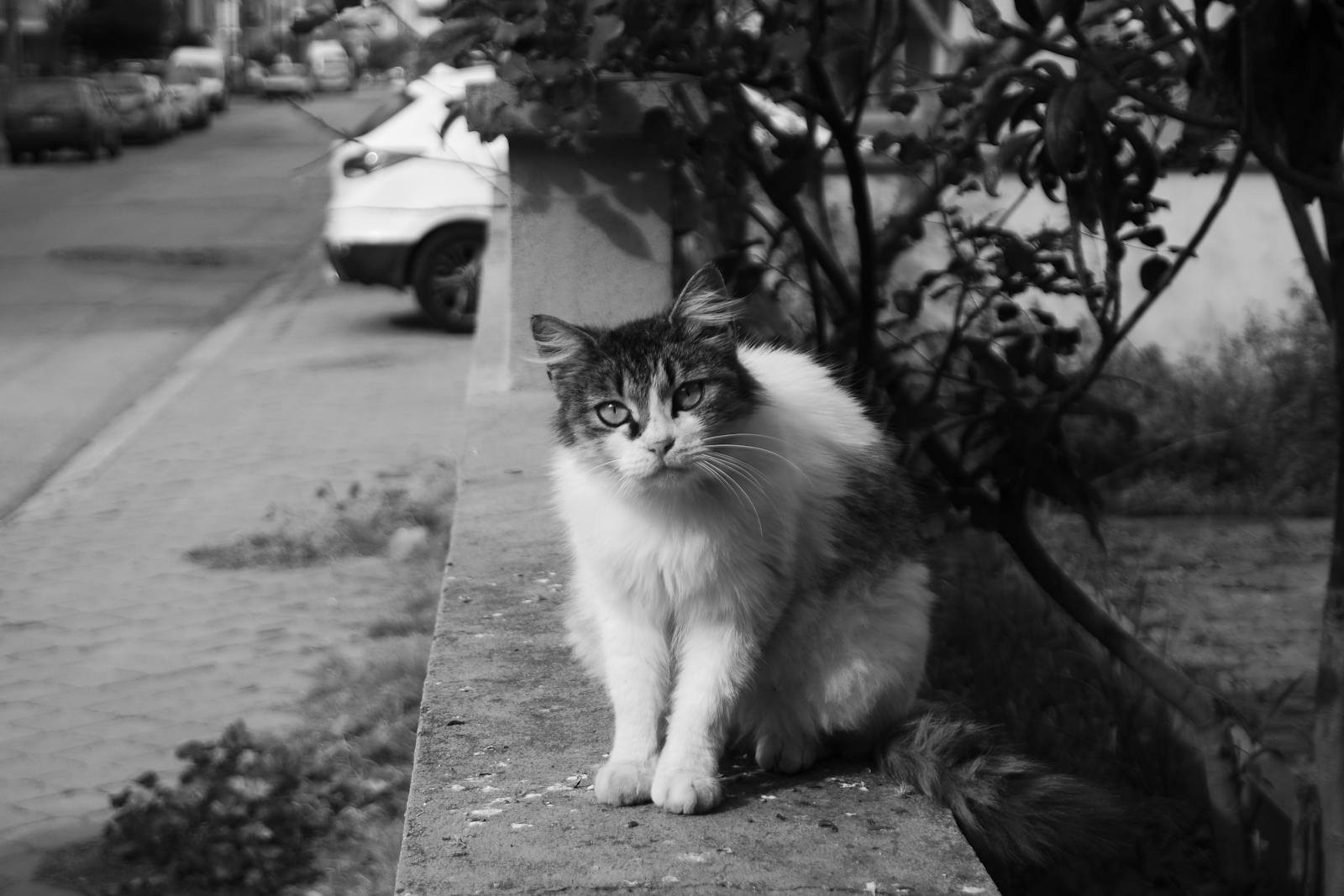 Striking black and white portrait of a fluffy tabby cat sitting on a street ledge.