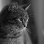 A captivating black and white portrait of a cat gazing thoughtfully out a window, showcasing elegant feline features.