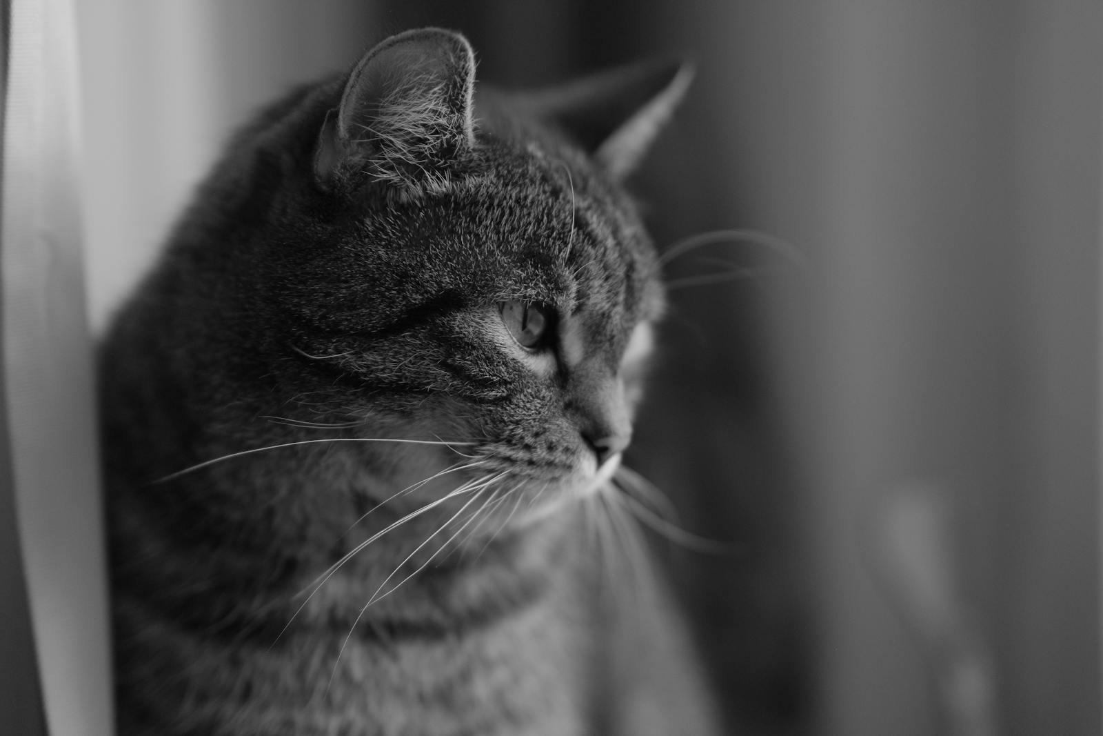 A captivating black and white portrait of a cat gazing thoughtfully out a window, showcasing elegant feline features.