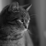 A captivating black and white portrait of a cat gazing thoughtfully out a window, showcasing elegant feline features.
