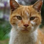A vivid close-up portrait of an orange tabby cat with a blurred natural background.