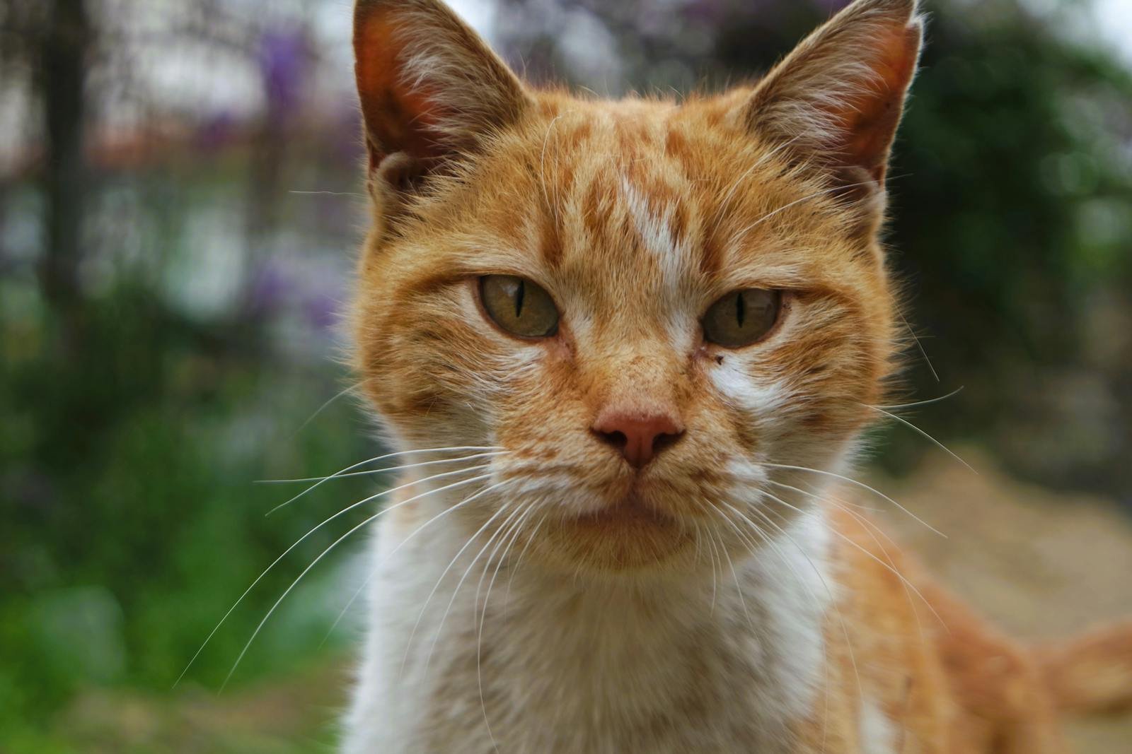 A vivid close-up portrait of an orange tabby cat with a blurred natural background.