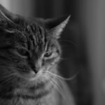 Black and white portrait of a thoughtful cat indoors, highlighting its serene expression.