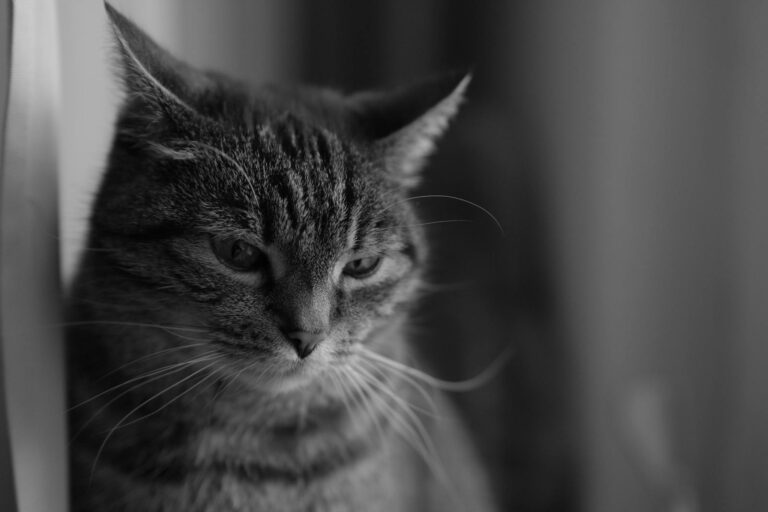 Black and white portrait of a thoughtful cat indoors, highlighting its serene expression.