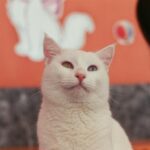 A captivating Turkish Van cat showcasing heterochromia in an indoor setting in Van, Türkiye.