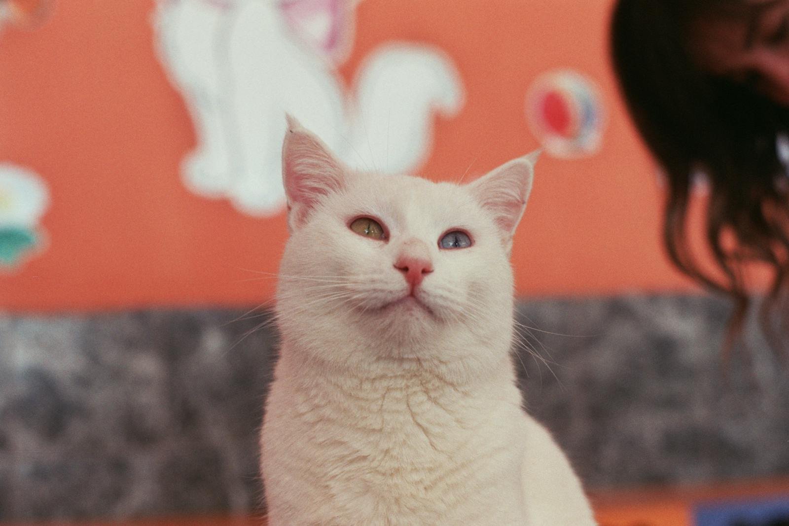 A captivating Turkish Van cat showcasing heterochromia in an indoor setting in Van, Türkiye.