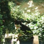 A tranquil scene of a black cat sitting among plants in a sunlit garden.