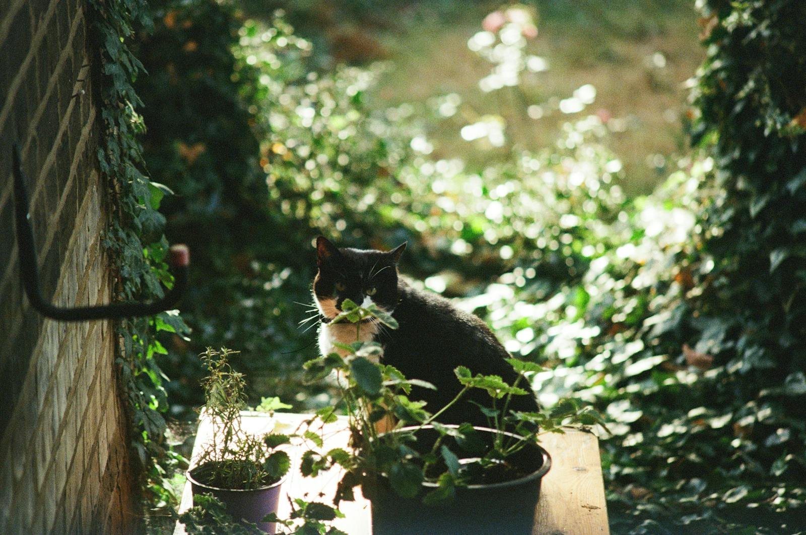 A tranquil scene of a black cat sitting among plants in a sunlit garden.
