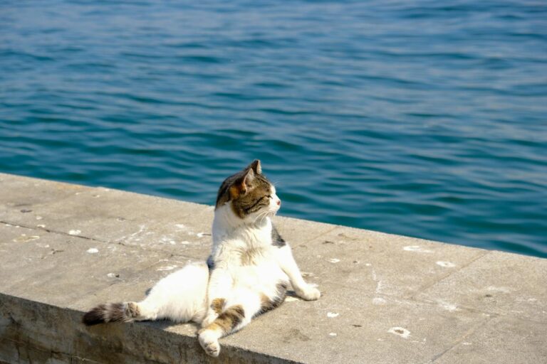 Why Cats Thrive With People Who Respect Their Boundaries