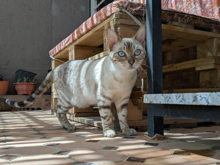 6 Cat Breeds That Build Emotional Bonds With Routine
