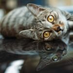 Close-up of tabby cat with reflection on shiny surface, highlighting golden eyes.