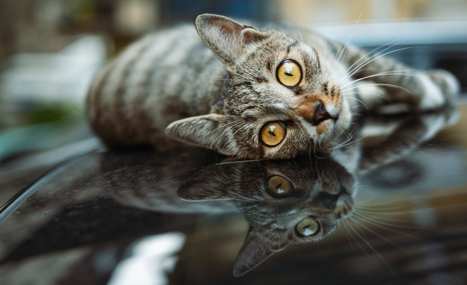Close-up of tabby cat with reflection on shiny surface, highlighting golden eyes.