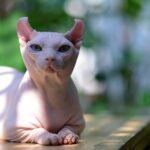 A Sphynx cat enjoying the natural sunlight outdoors, showcasing its unique hairless appearance.