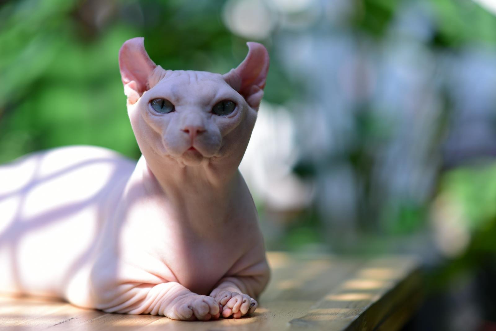 A Sphynx cat enjoying the natural sunlight outdoors, showcasing its unique hairless appearance.