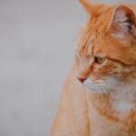Close-up of an orange tabby cat with a soft focus background, showcasing its calm demeanor.