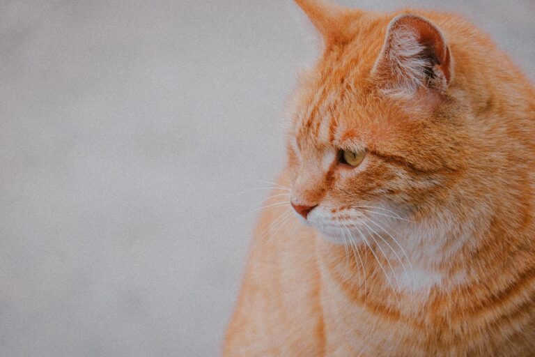 Close-up of an orange tabby cat with a soft focus background, showcasing its calm demeanor.