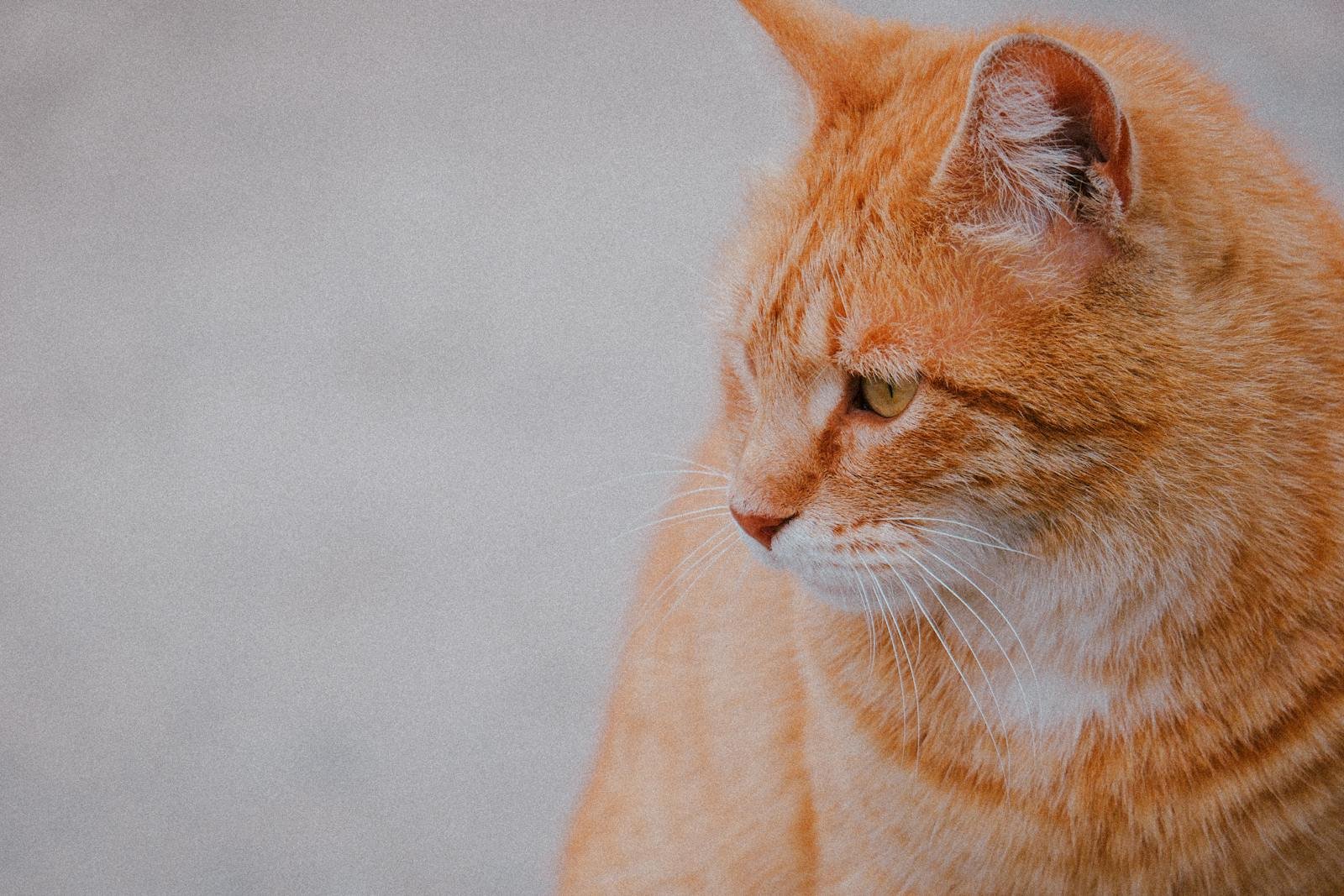 Close-up of an orange tabby cat with a soft focus background, showcasing its calm demeanor.