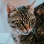 A detailed close-up of a tabby cat with distinctive patterns indoors. Ideal for animal lovers.