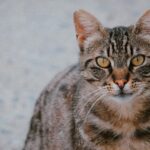 A detailed close-up photo of a tabby cat with striking yellow eyes, looking directly at the camera.