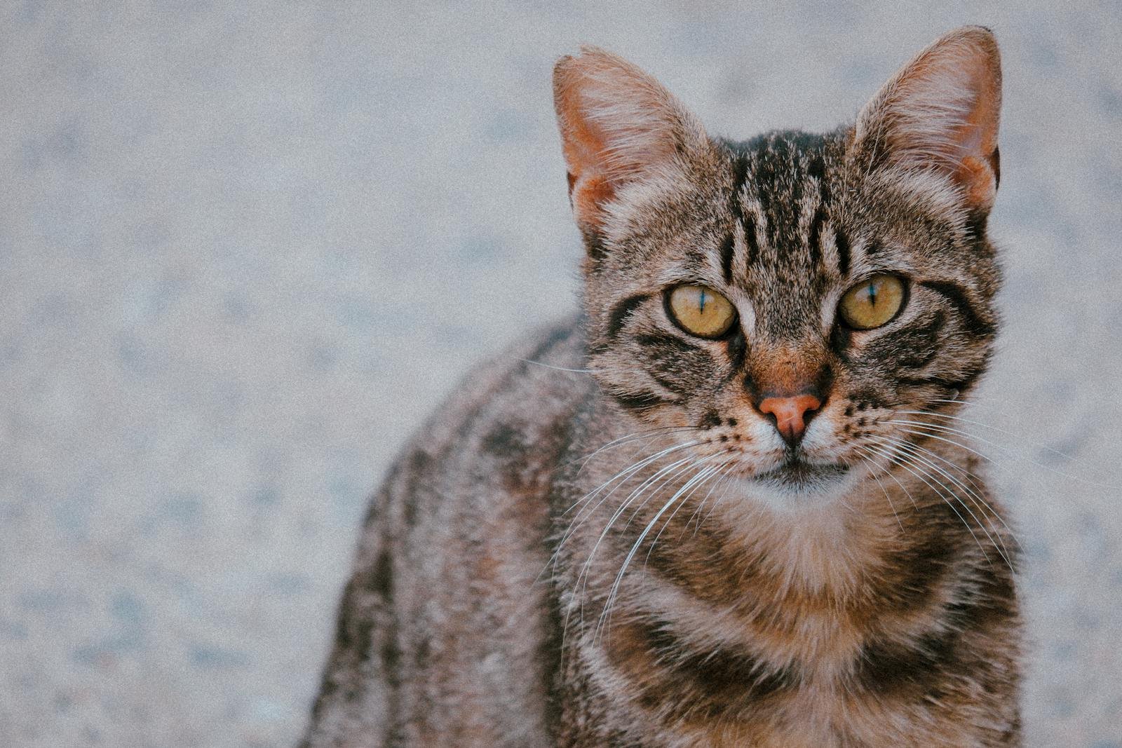A detailed close-up photo of a tabby cat with striking yellow eyes, looking directly at the camera.