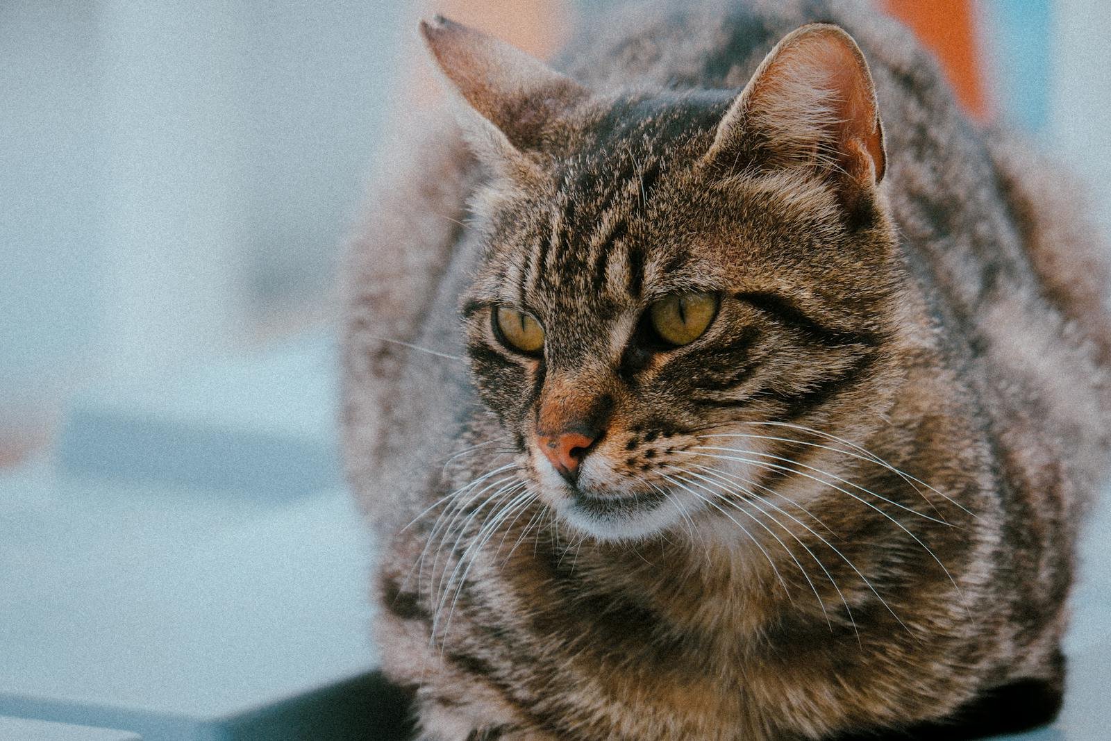 Detailed shot of a tabby cat with striking eyes and a relaxed pose.