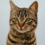 A detailed and captivating portrait of a tabby cat showing its distinct markings and intense expression.