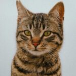 A detailed and captivating portrait of a tabby cat showing its distinct markings and intense expression.
