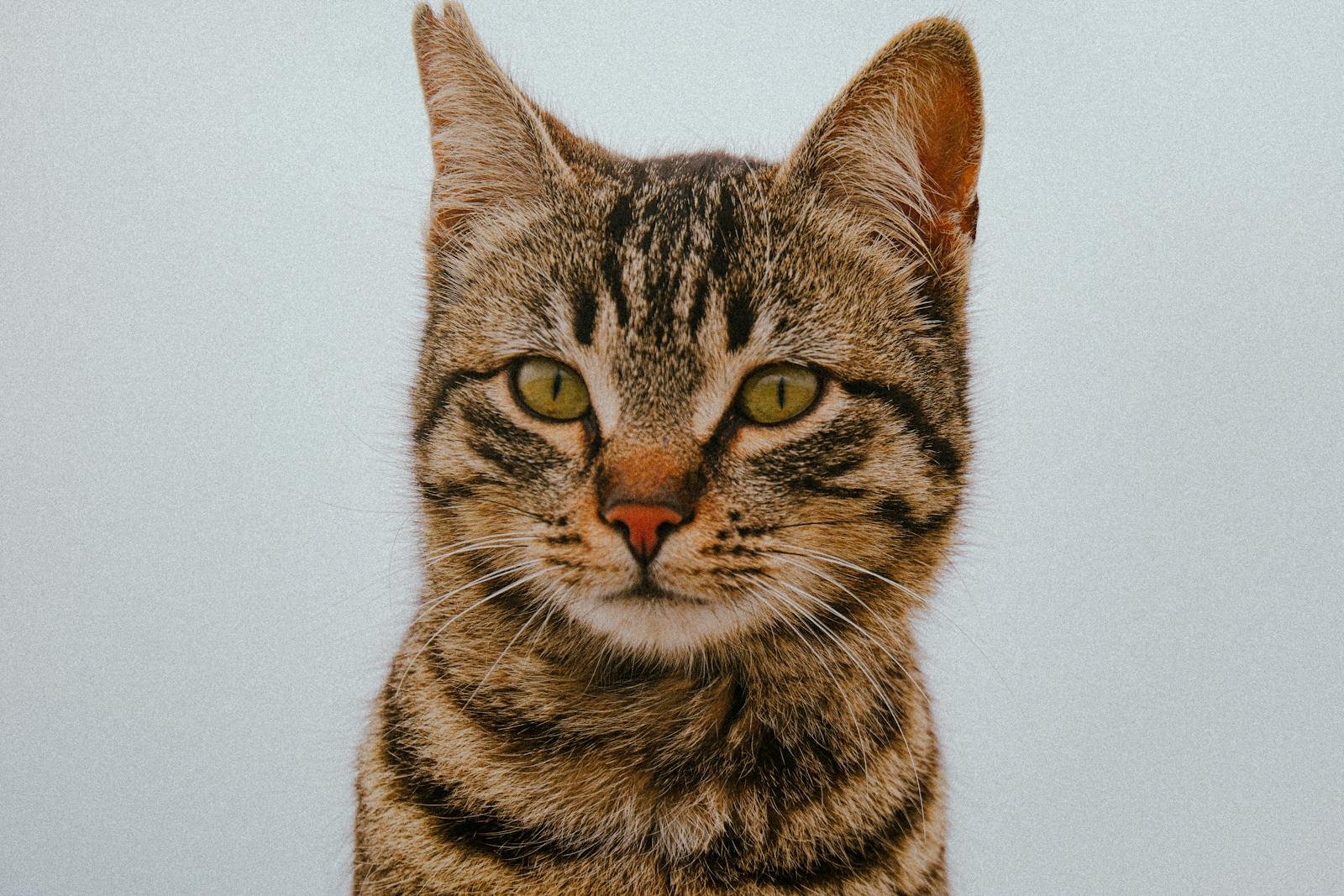 A detailed and captivating portrait of a tabby cat showing its distinct markings and intense expression.