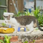 Free stock photo of adorable cat, backyard garden, canon
