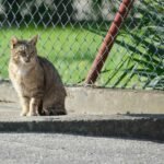 A serene tabby cat sitting by a fence on a sunny day, observing the surroundings.