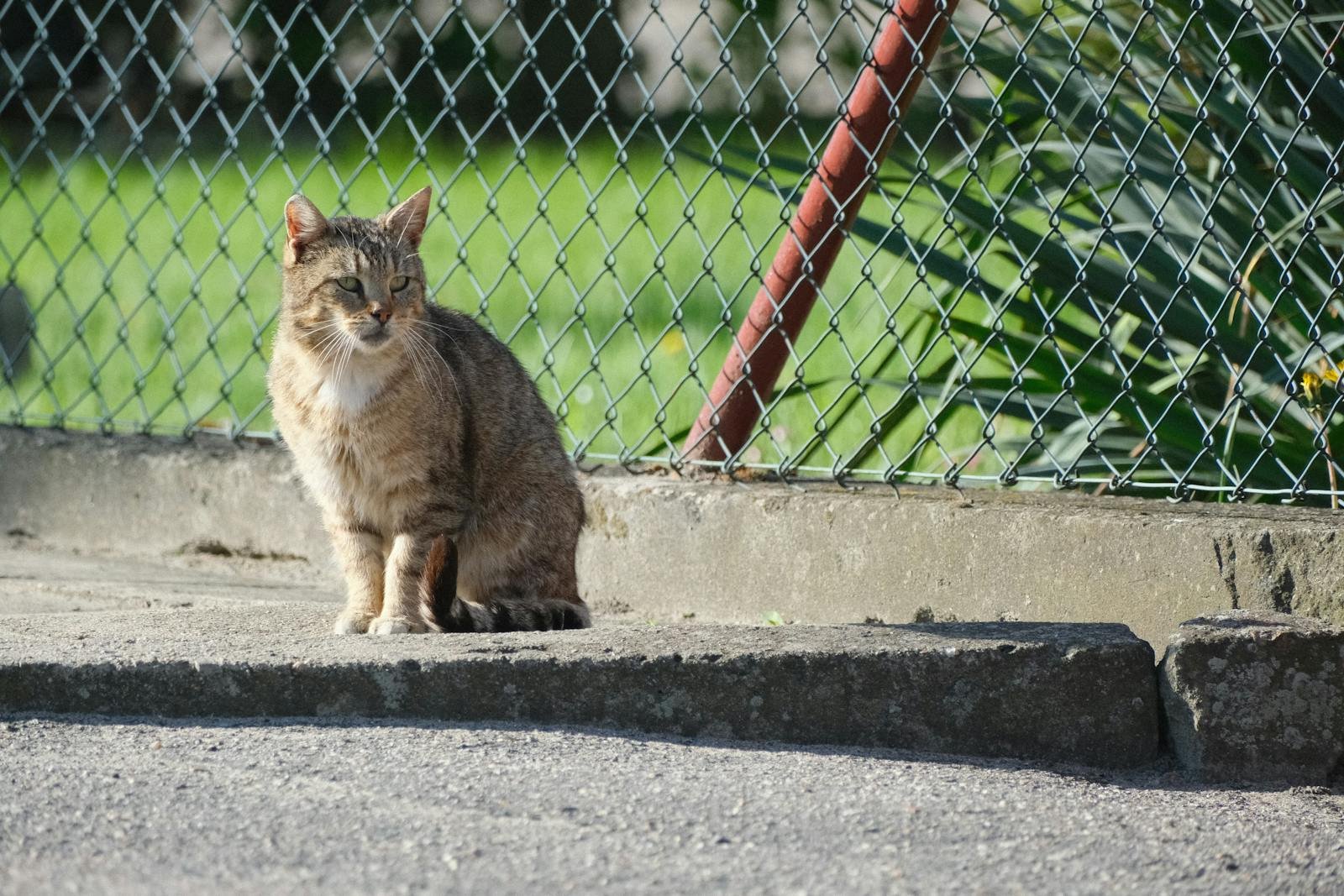 A serene tabby cat sitting by a fence on a sunny day, observing the surroundings.