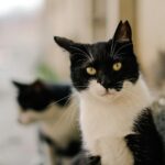Close-up of black and white cats with a soft focus city background, highlighting feline features.