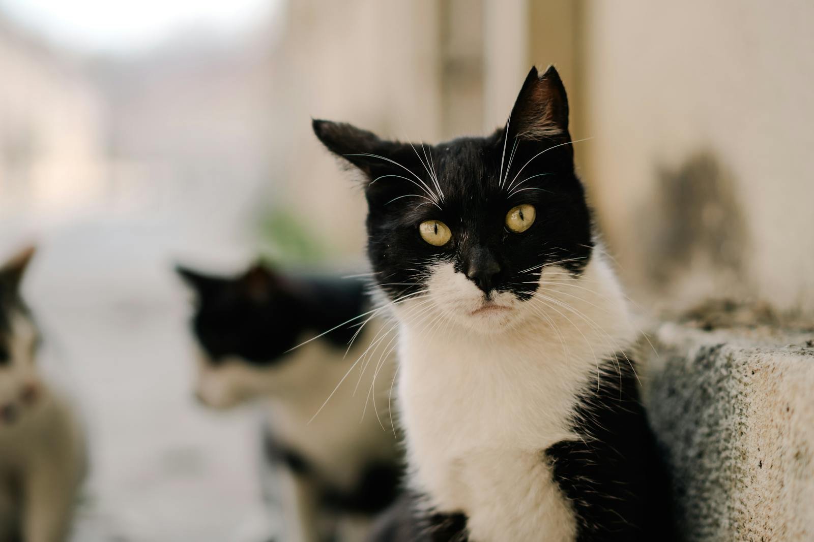Close-up of black and white cats with a soft focus city background, highlighting feline features.