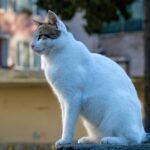 Free stock photo of animal, cat, cute