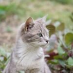 Free stock photo of cat