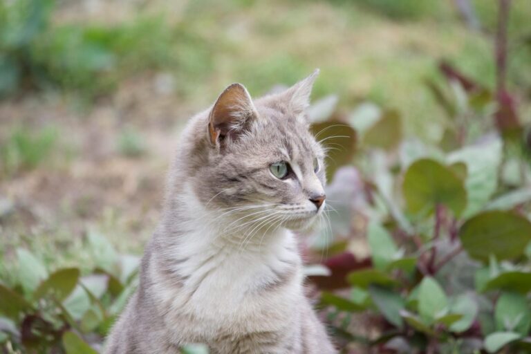 Free stock photo of cat