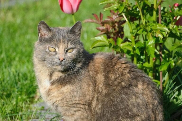 10 Signs Your Cat Is Responding to Your Mood Swings