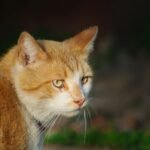 Close-up portrait of a ginger cat with green eyes in soft natural light.